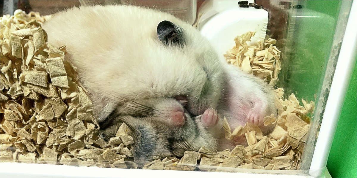 MoCu_full's tweet photo. 仲良く？

#ハムスター
#ハムスターの日常
#ゴールデン
#ハムスターのいる暮らし https://t.co/5UUMgQwnHn