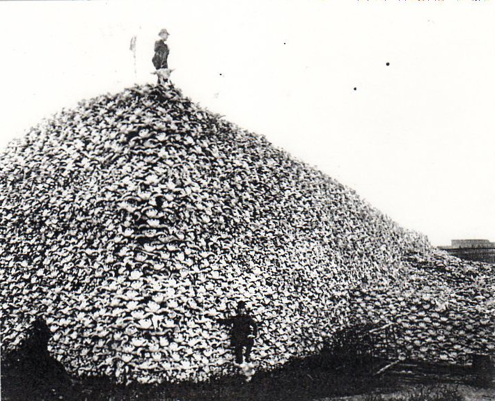 zhaabowekwe's tweet photo. Colonial tactics never change. The world’s opened eyes, minds, hearts must recognize our own power. 

“Kill every buffalo you can! Every buffalo dead is an Indian gone.” https://t.co/fQfrRZDXQh