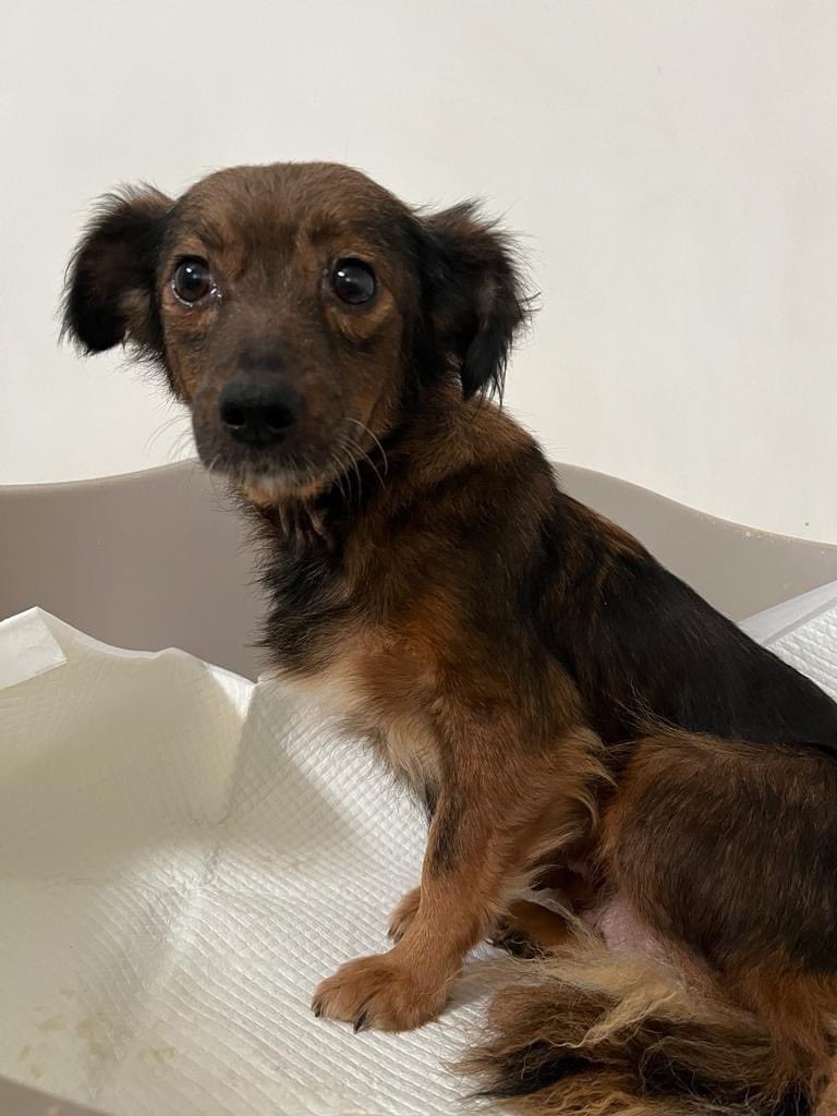 PfotenV's tweet photo. Kleine❤️❤️NINA❤️❤️ca.25/28 cm braucht dringend ein Zuhause🙏🏻❤️
Nina wurde zusammen mit Welpen im Oktober 2023 aus der Tötung gerettet, die kleinen Welpen waren erst 4 Tage alt und so winzig, dass nur ein Baby überlebt hat.

NINA❤️hat einen ruhigen, freundlichen Charakter. https://t.co/jA7ZgNU0WM