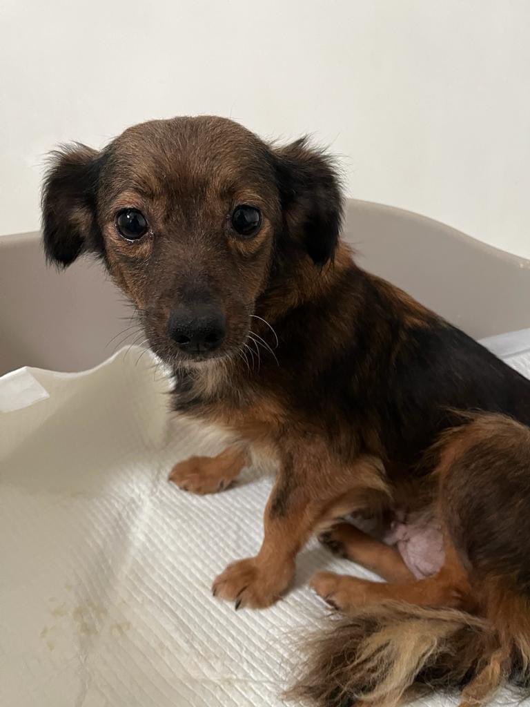 PfotenV's tweet photo. Kleine❤️❤️NINA❤️❤️ca.25/28 cm braucht dringend ein Zuhause🙏🏻❤️
Nina wurde zusammen mit Welpen im Oktober 2023 aus der Tötung gerettet, die kleinen Welpen waren erst 4 Tage alt und so winzig, dass nur ein Baby überlebt hat.

NINA❤️hat einen ruhigen, freundlichen Charakter. https://t.co/jA7ZgNU0WM