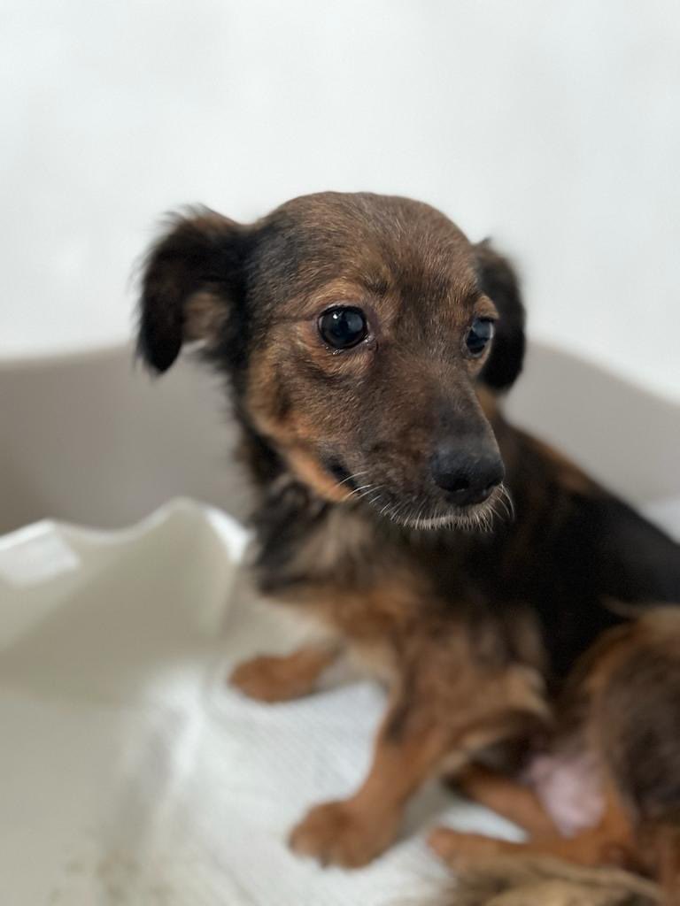 PfotenV's tweet photo. Kleine❤️❤️NINA❤️❤️ca.25/28 cm braucht dringend ein Zuhause🙏🏻❤️
Nina wurde zusammen mit Welpen im Oktober 2023 aus der Tötung gerettet, die kleinen Welpen waren erst 4 Tage alt und so winzig, dass nur ein Baby überlebt hat.

NINA❤️hat einen ruhigen, freundlichen Charakter. https://t.co/jA7ZgNU0WM