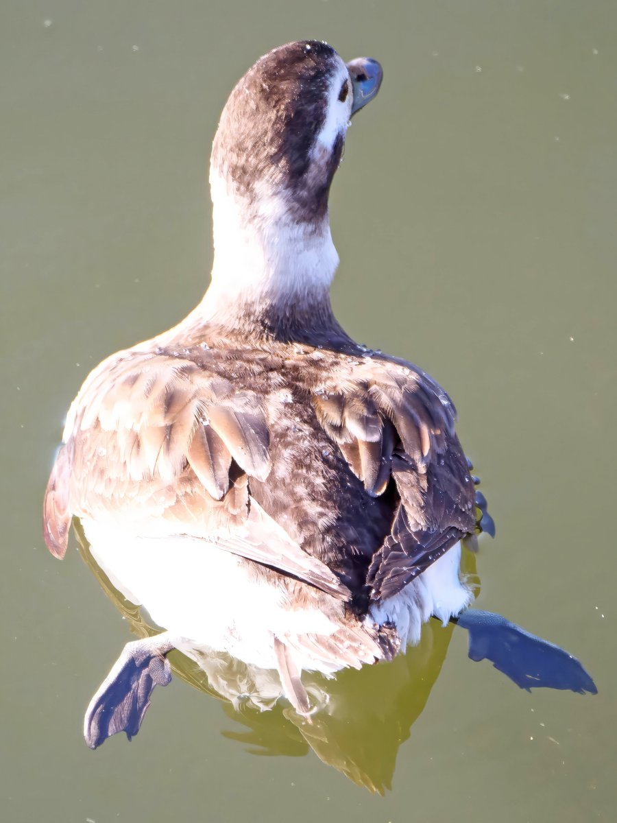 wiscobirder tweet picture