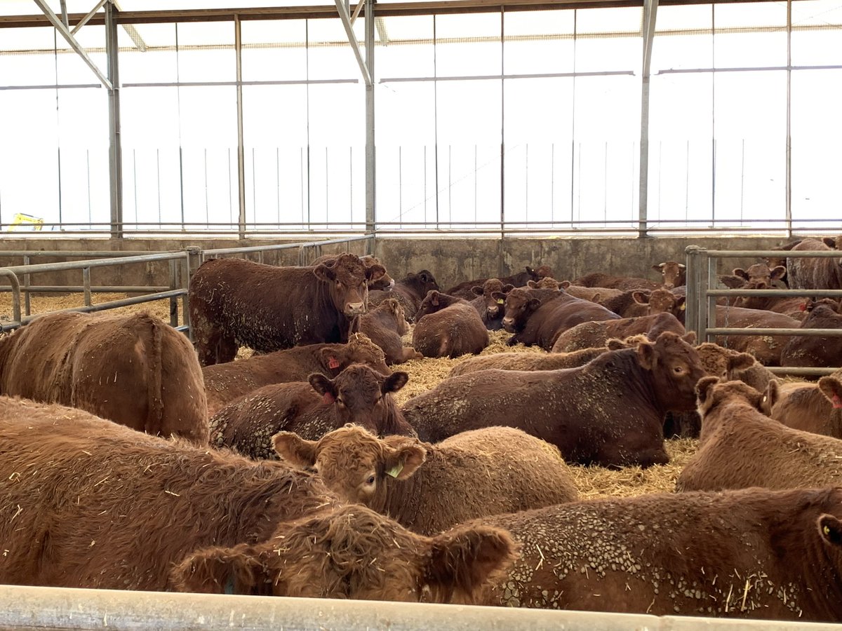 KenSchaus's tweet photo. @mokanjim @WeCover_Steel Barn will hold 1200 head depending on market conditions 
Using straw and wood shavings for bedding 
Curtains are up today with the crews working inside 
Nice sunny day here and the cattle are enjoying it
Some new arrivals and some getting close https://t.co/6VmcRvn8So