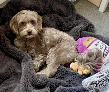 millypod1's tweet photo. 🆘6 FEB 2024 #Lost OSCAR #ScanMe
Brown-ish Maltese Male
Corbylands Road #Sidcup #Kent #DA15
https://t.co/xqtPydxPiV https://t.co/f3XgyNfzxE