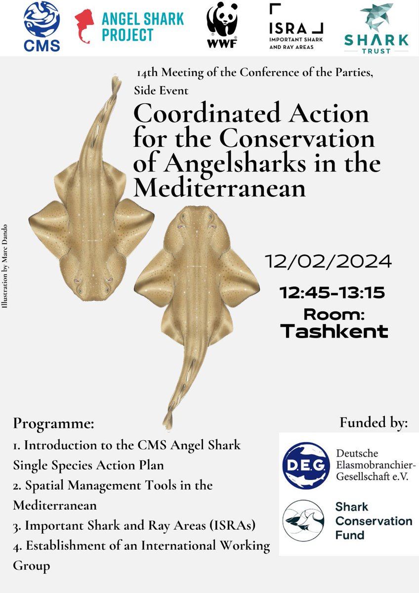 ASP heads to #CMSCOP14 in Samarkand, Uzbekistan (Feb 12-17). 🦈 Join us on the first day for our side event: 'Coordinated Action for the Conservation of Angelsharks in the Mediterranean.' #NatureKnowsNoBorders

@BonnConvention  @SharkRayAreas @SharkTrustUK  @WWF_Sharks