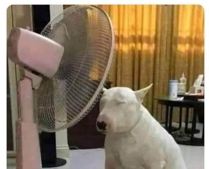 kattgamingyt's tweet photo. Bájenle el volumen al calor 🥲 https://t.co/lbdUuZev1H