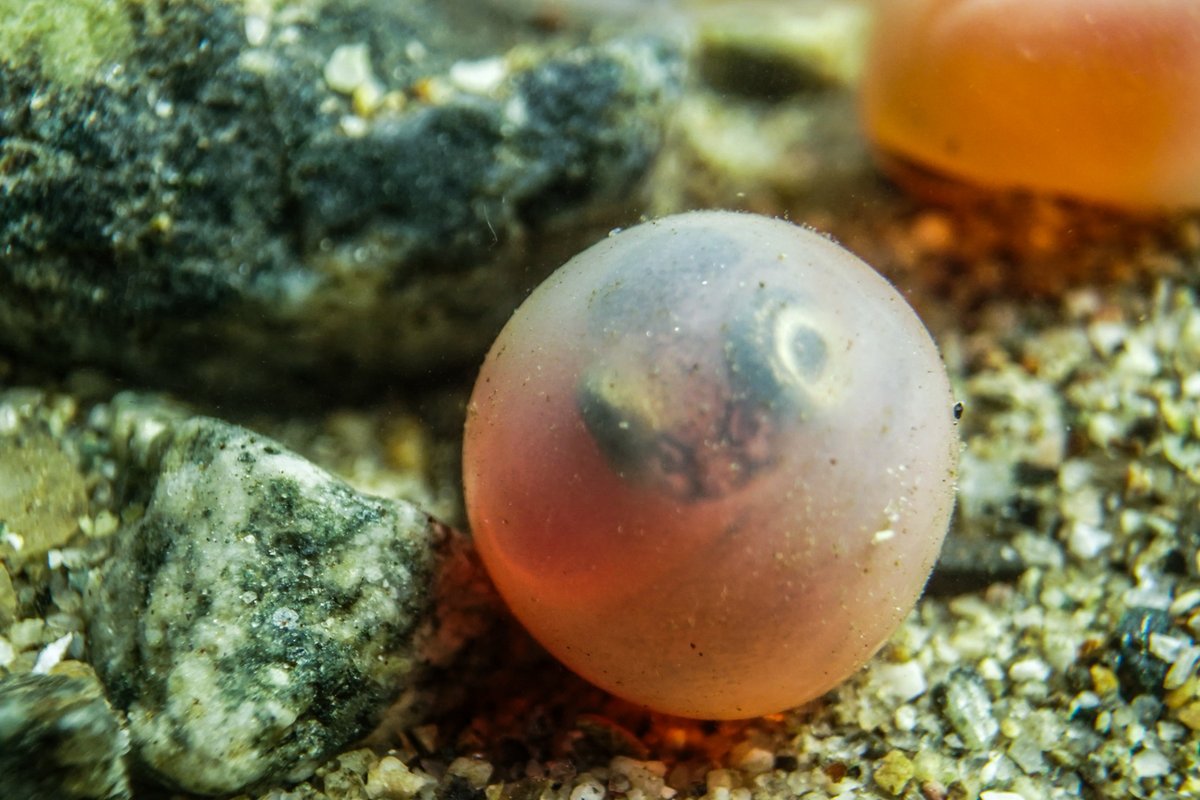 salmon egg is just about to hatch. #teamfresh #naturalhistory