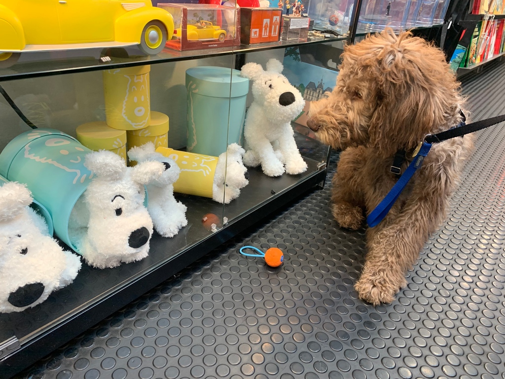 Milou, the trusty canine sidekick 🐶🐾🧸❤️   ➡️ bit.ly/44dM3Tx

#tintinfan #tintinfans #tintin #sausalitoferry #comicbooks #hergé #toys #sausalitoca #sausalito #california #tintinetmilou #woldpack #sidekick #bestsidekick #manbestfriend #shopsmall #smallbusiness