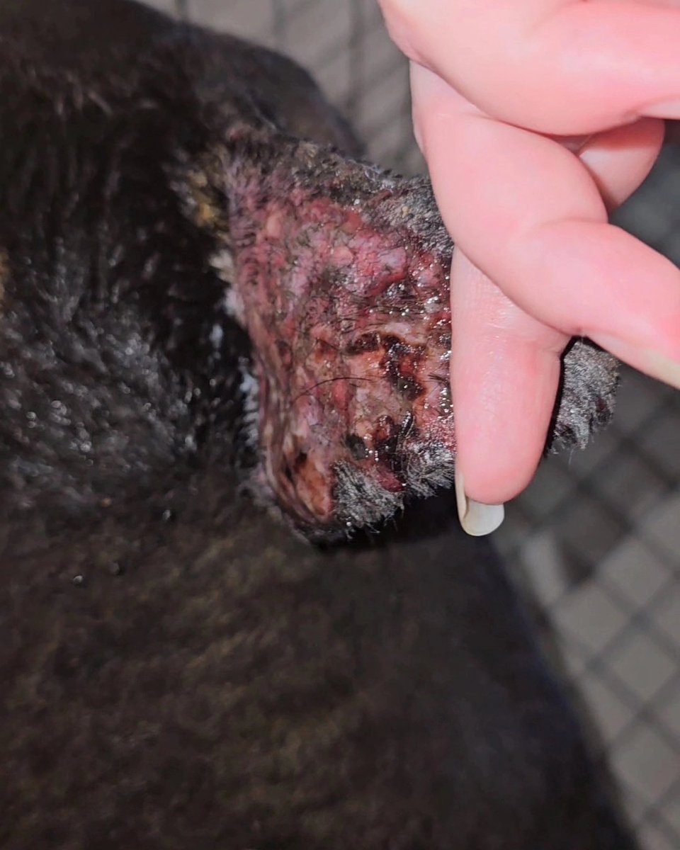 Solange Palacios 🐾💕 tweet media