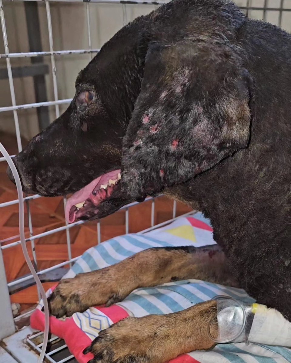 Solange Palacios 🐾💕 tweet media