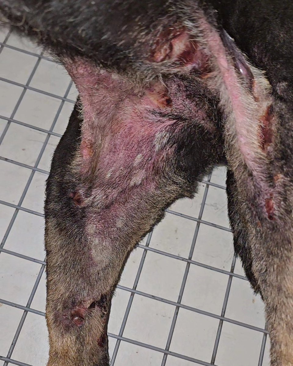 Solange Palacios 🐾💕 tweet media