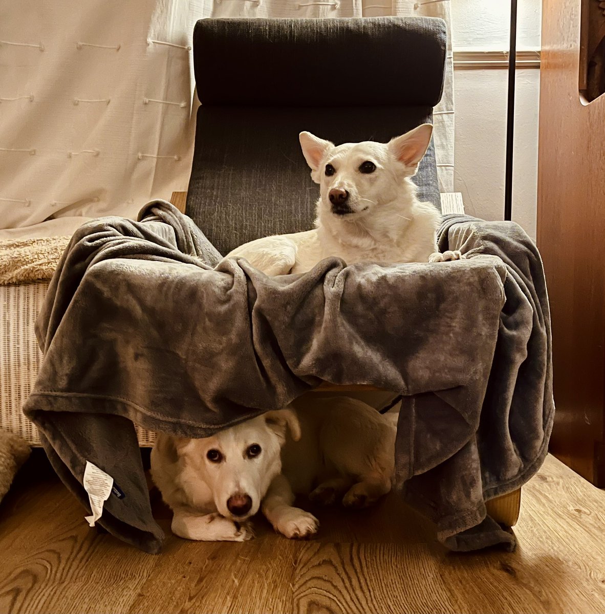 Emily Dance Bristol tweet media