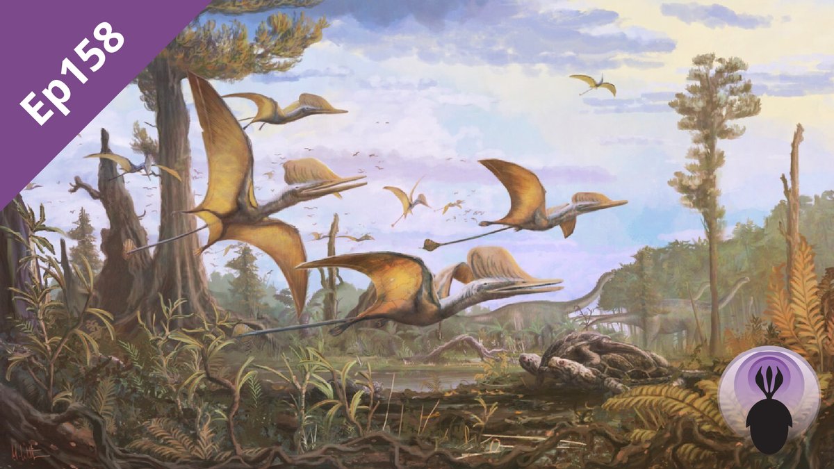 Episode 158: Ceoptera evansae palaeocast.com/ceoptera-evans… Dr Liz Martin Silverstone, @BristolPalaeo, takes us through the discovery & preparation of Ceoptera evansae, a new species of darwinopteran #pterosaur from the Isle of Skye. #Jurassic #podcast #paleo #fossil #paleontology