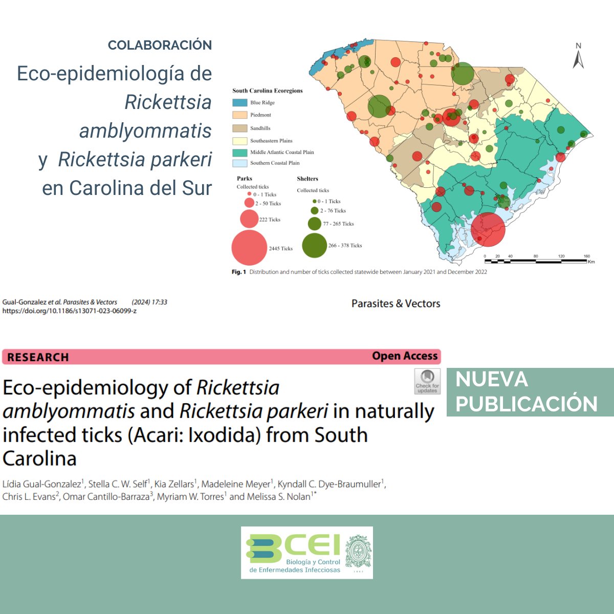 Compartimos esta nueva colaboración

@melissanolanphd @OmarCantillo8 @FCENUdeA @UdeA @UofSC 

#Papersudea #Rickettsia #ticks #vectores #garrapatas