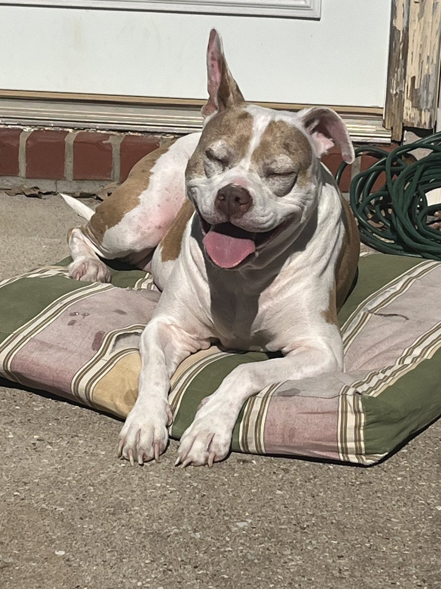 robynrdobbins's tweet photo. My #DaisyRaven has eaten raw for 4 or 5 years. She was in congestive heart failure, but that is gone. She has terrible allergies, better, but not completely alleviated.
She eats raw chicken legs, with bones, for dinner, soft boiled eggs & either tuna or salmon for breakfast and pork rinds or smoked chicken paws as treats. Occasionally, if I even have it in the house, she’ll eat carrots or sweet potato.
She is 10 years old, still loves her long walks & picks out a toy to play with every night. When she was eating dogfood, she walked with a limp and couldn’t play as it triggered wheezing because of her heart problem.
I should add that she is allergic to beef, that’s why we choose chicken & fish for her.