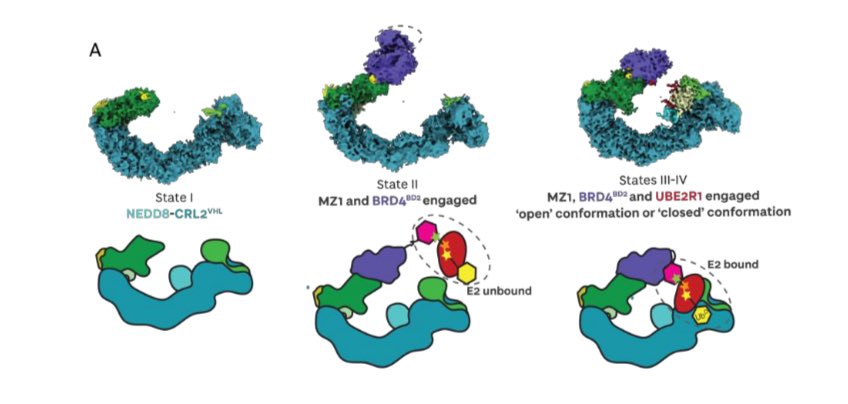 Women in TPD & Induced Proximity tweet media