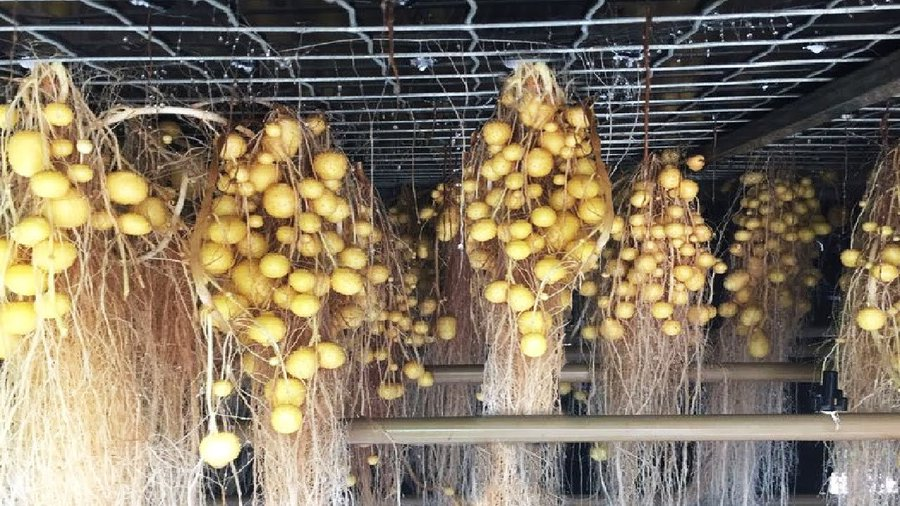 Agriculfuture's tweet image. Potato aeroponics farming is exciting! If you want to start this type of farming, please like and repost.