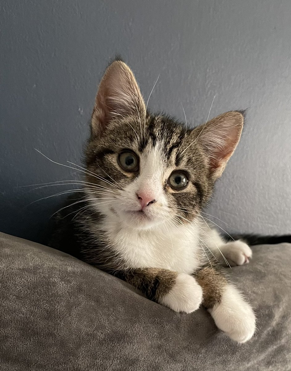 naoredhead's tweet photo. @SusanCalman 
Could the new addition to the family be awarded Cat of the day? Mini is settling in really well. 😻🫶#catoftheday #kittens https://t.co/pWamWnsCWk