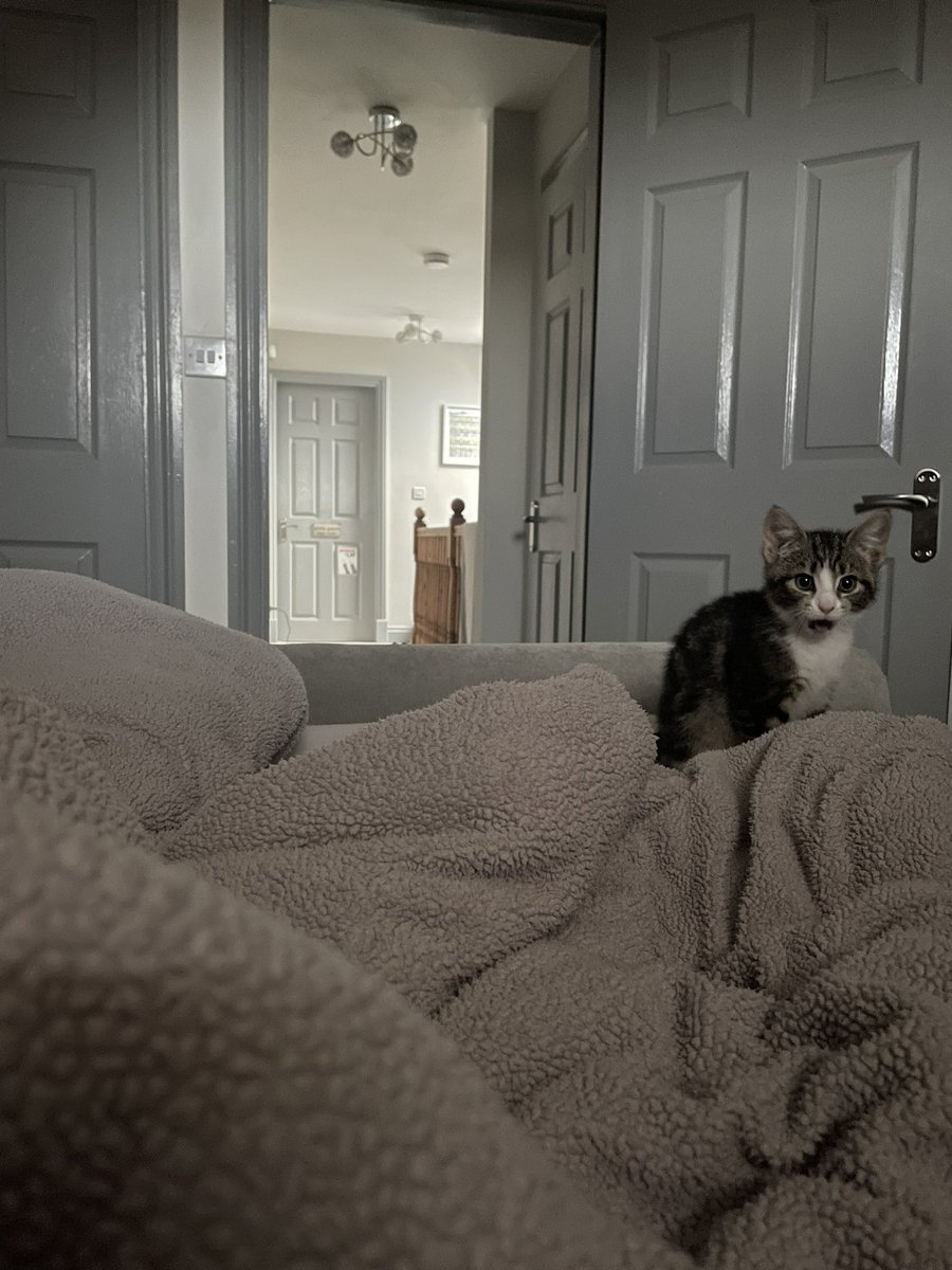 naoredhead's tweet photo. @SusanCalman 
Could the new addition to the family be awarded Cat of the day? Mini is settling in really well. 😻🫶#catoftheday #kittens https://t.co/pWamWnsCWk