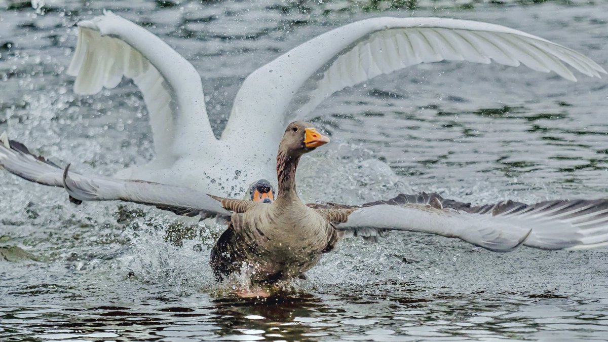 Mart_the_Gooner's tweet image. When you’re lagging behind #TwoDay #greylag