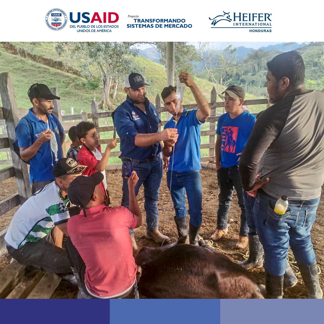 Capacitación en sanidad animal, enfermedades comunes, zoonótica, farmacología, aplicación de medicamentos, plan de vacunación y desparasitación en ECA Patuca, Olancho. Escuela de campo atendida por el @tmshonduras. #AsíSíMeQuedo