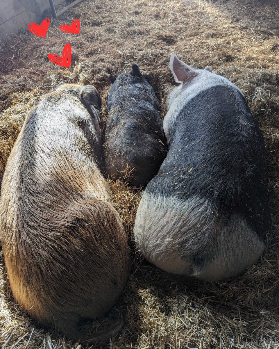 Three peas in a perfect little pod 🥰 Share Your Love with a $25 donation and you’ll support our residents while sending a sweet digital #valentine and personalized message to your special someone. Donate and choose your valentine here: buff.ly/3HSxnAh