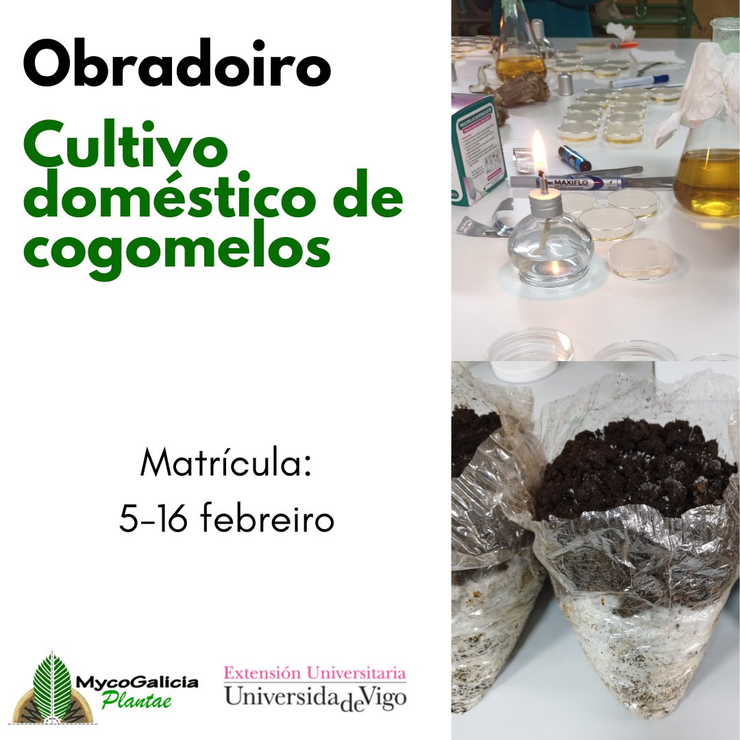 MycoGalicia Plantae tweet media