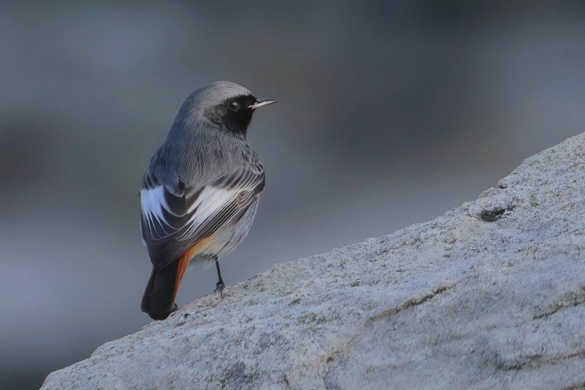 After 5 visits to Osprey Quay in recent weeks, I finally got some decent shots of the male Black Redstart so, I thought I aught to post at least 1 more...