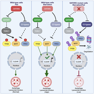 MolecularCell's tweet photo. Online Now: The GATOR2 complex maintains lysosomal-autophagic function by inhibiting the protein degradation of MiT/TFEs https://t.co/IKhfXbx8Fh https://t.co/rOyTsMJyj9