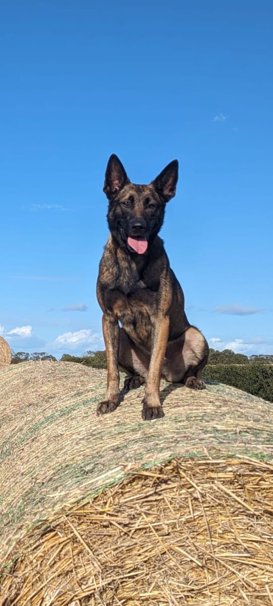 Today an SMV FTS for PD Roxy & her handler. Having driven dangerously during the pursuit the two occupants decamp and were chased down by PD Roxy. Both suspects made the intelligent decision to surrender. Two in custody and the stolen vehicle recovered🚓 🐶 #ZeroTolerance