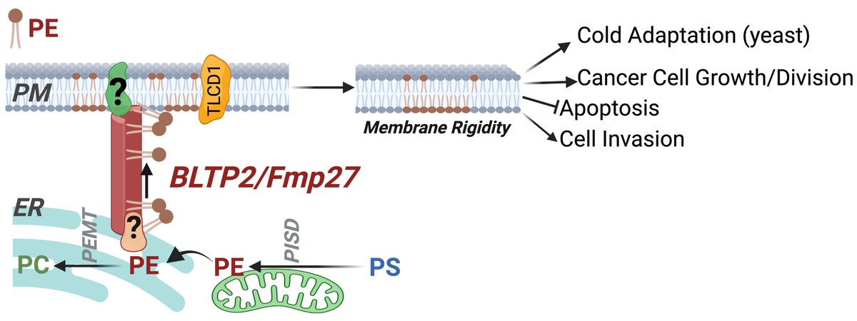 Thrilled to present one of my works in the Prinz lab as preprint! We find BLTP2 controls phospholipid composition and fluidity of the Plasma Membrane (PM), and tumorigenic features of cancer cells, putatively by transporting PE lipid from the ER to PM. biorxiv.org/content/10.110…