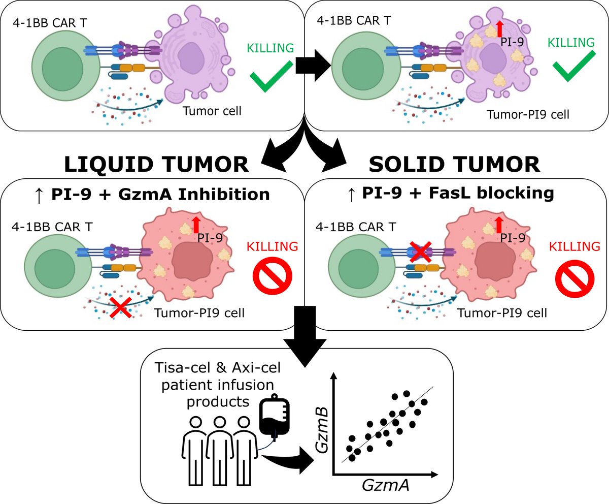 NV Lab (@uh_nvlab) on Twitter photo Understanding redundancies in cytotoxic mechanisms employed by CAR T cells in the killing of tumors <a href="/UHEngineering/">UH Cullen College of Engineering</a> <a href="/UH_ChBE/">UH Chemical and Biomolecular Engineering</a>
Link: nature.com/articles/s4141… Understanding redundancies in cytotoxic mechanisms employed by CAR T cells in the killing of tumors <a href="/UHEngineering/">UH Cullen College of Engineering</a> <a href="/UH_ChBE/">UH Chemical and Biomolecular Engineering</a>
Link: nature.com/articles/s4141…