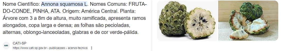 indecentes_Shop's tweet photo. @LaurinstonC @Cool_Blue_Dot @fasc1nate Também, só que aqui no sul do Brasil a pinha a gente chama pra "fruta" da araucária, de onde vem o pinhão. https://t.co/k19T9NuXnD