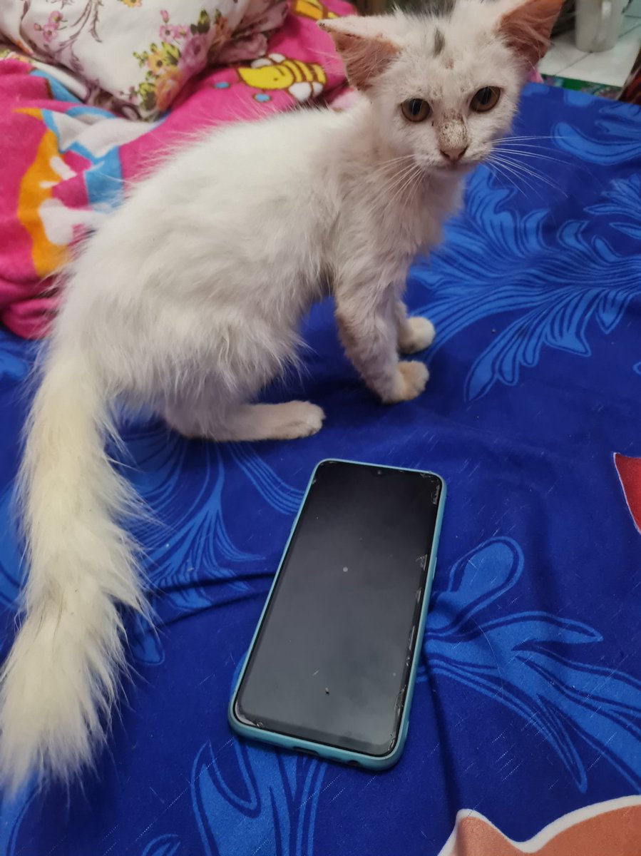 Jajan Shopee tweet media