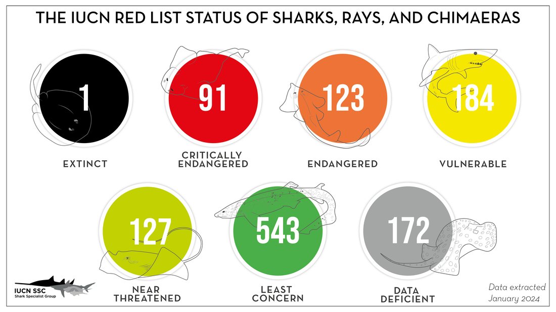 Here are the latest @IUCNRedList status updates for sharks and their relatives (graphic by Eloisa Pinheiro) Learn more about us: iucnssg.org/faq.html