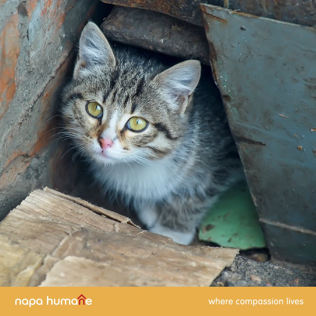 Have you heard of community cats? Surely you've seen them. Community cats are cats without owners who now roam the neighborhood &amp; are the shared responsibility of your community. Click the link for some things to remember when attempting to care for a one: bit.ly/naphcc