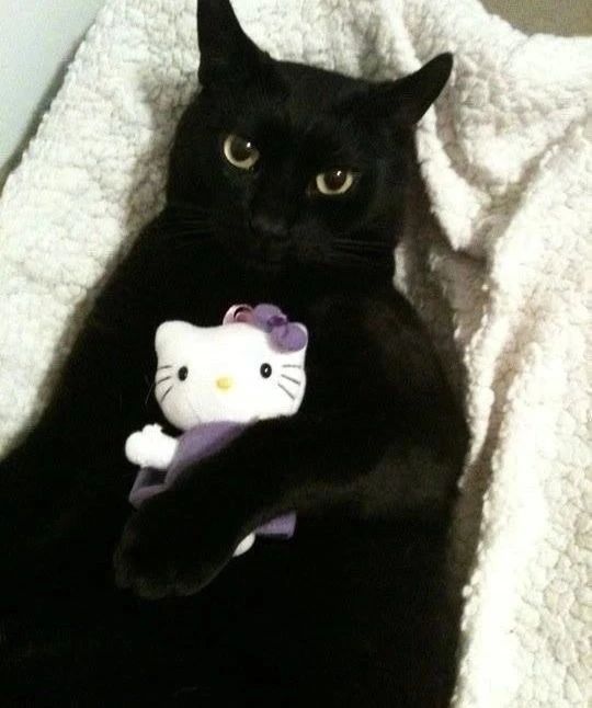 PunchingCat's tweet photo. https://t.co/f0wkGNwoOF
