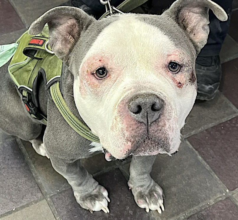 Shadow has been rushed to an ER Vet by #NYCACC Please keep him & @HGLMastifRescue in your thoughts We will still accept pledges for his ER vet care Shadow, baby; fight Sending love💔😍💖💗