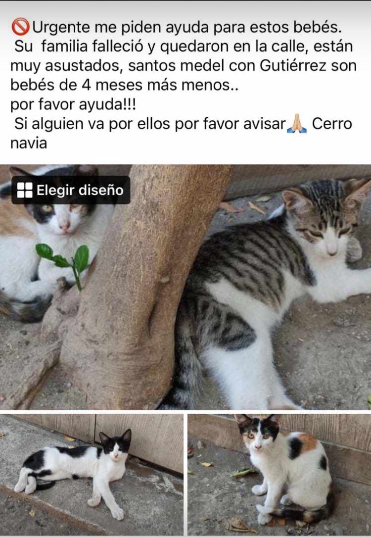 PatssyPatt_'s tweet photo. AYUDA…

Se necesita ADOPCION URGENTE para estos 4 gatitos…

Calles Santos Medel con Salvador Gutierrez, Cerró Navia.

Vayan a buscar 1 que sea, por favor https://t.co/u5kPnsO2Xd
