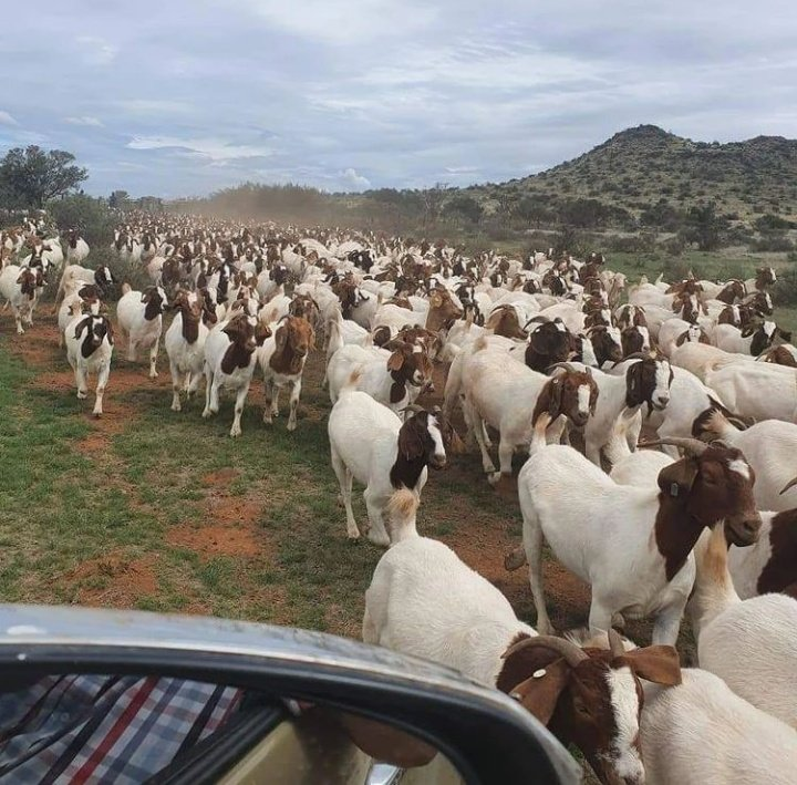 Good morning. If you are interested in livestock farming, please like and repost.