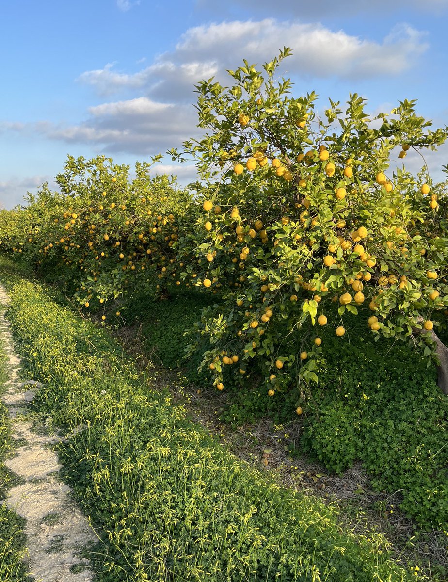 enunlugardelah1's tweet photo. 🍋 Terrible lo que está pasando este año.

Qué pena ver los limones en los árboles sin coger porque no se pagan a nada. https://t.co/IdU9cjDxrs