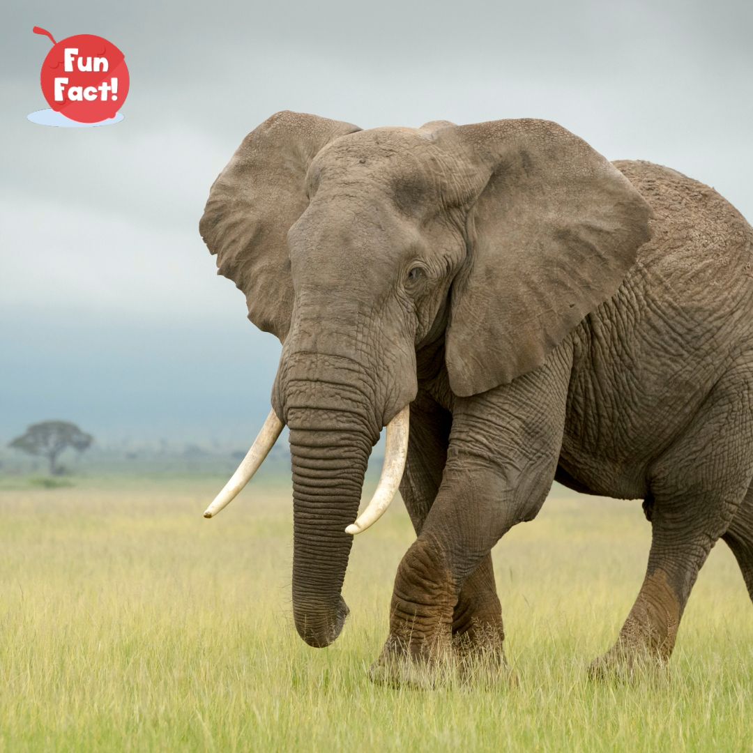 Fun Fact! Did you know that elephants are the largest land animals on Earth? They can weigh up to 12,000 pounds and grow as tall as 13 feet! 

#FunFact #ElephantFacts #AnimalFacts #FactsAboutElephants