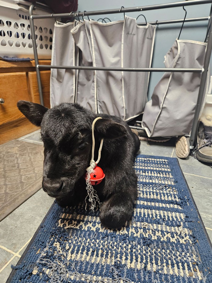 Kim Decker tweet media