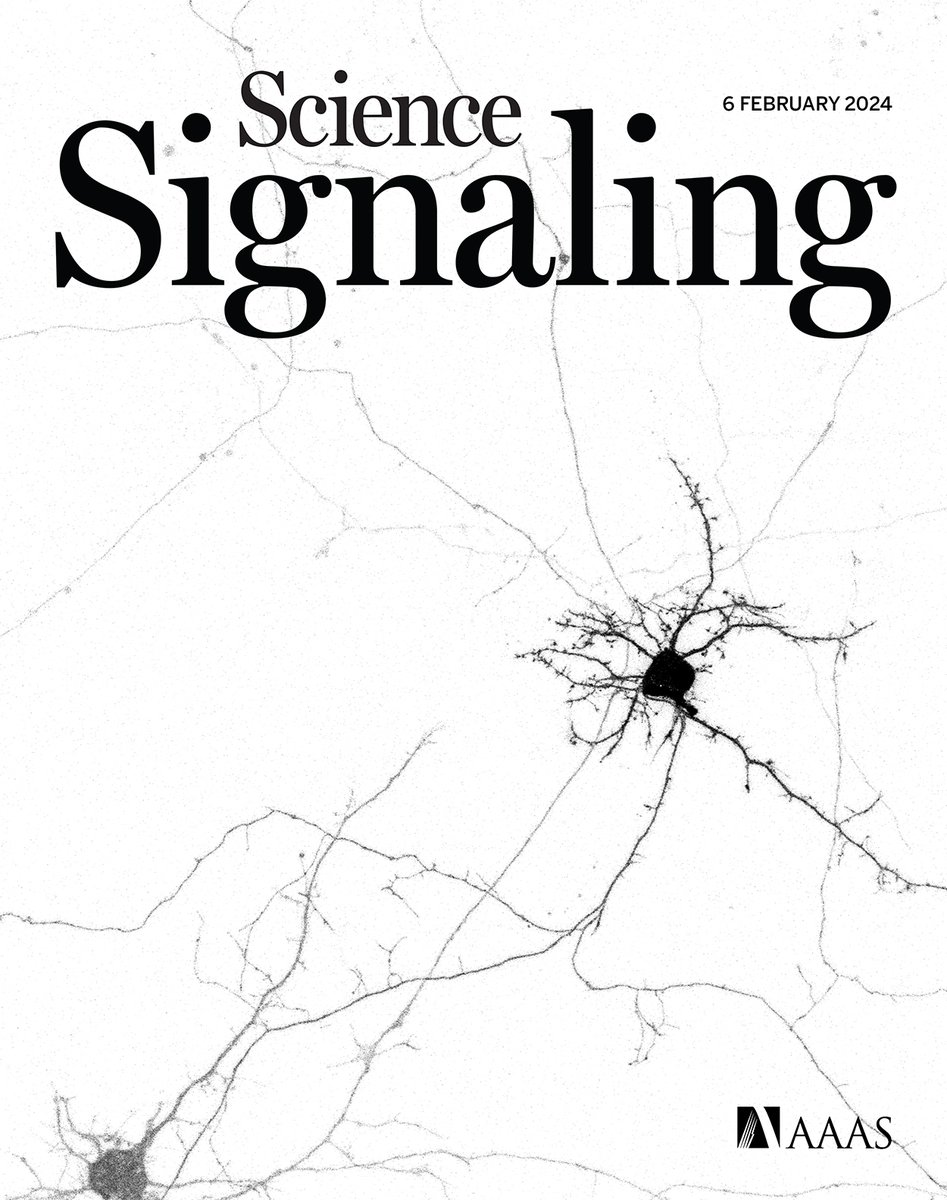 New research unveils a protein complex that enables mitochondria to move within slender, long neurons, a negative feedback mechanism keeps T cells from becoming overstimulated, and more in this week’s new issue of #ScienceSignaling. scim.ag/5Mn