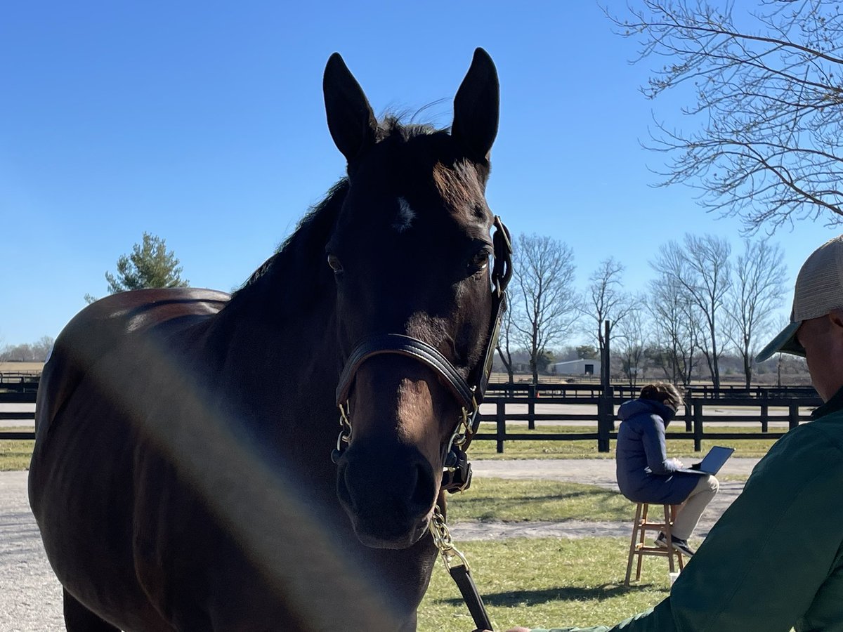DRFRusso's tweet photo. Zetta Z (i/f/t Cyberknife), dam of unbeaten Nysos, will be the final horse in the ring at #FTFeb https://t.co/c2Xs1GNARZ