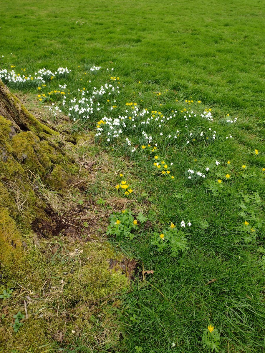 JennyA_Rawson's tweet image. Aconites and snowdrops, with bumblebees nectaring on a farm visit today ☀️#springisonitsway 
@Jes_Squirrell