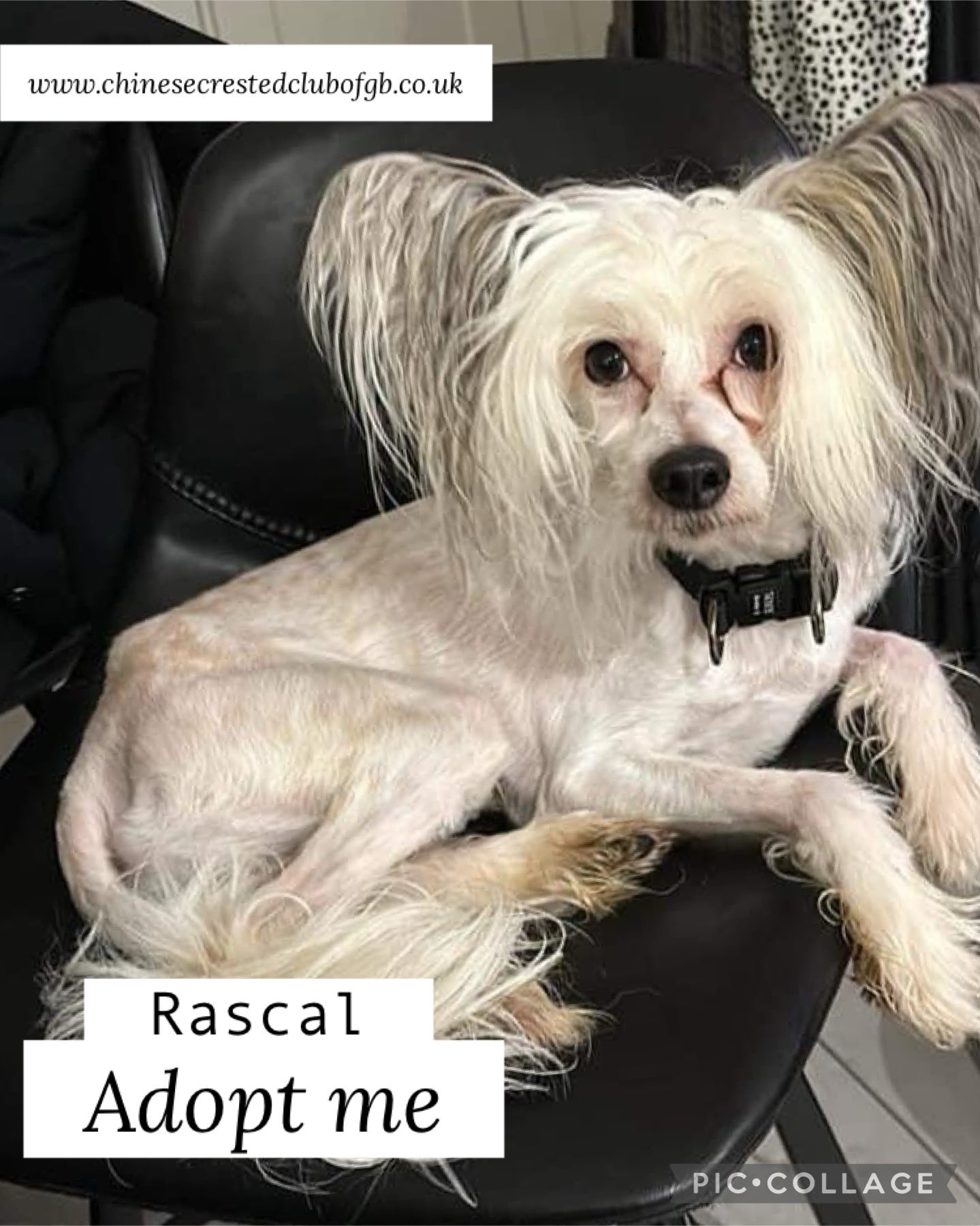 Chinese crested rescue near me sales