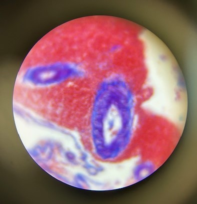 Dawn Scheiderer (@dscheiderer) on Twitter photo I love lab days in biology! Honors bio starting their new unit on cells with a microscope lab. #gocavsgo #proudtocallourhomecc <a href="/MsCollins_MIZ/">Cailin Collins</a> I love lab days in biology! Honors bio starting their new unit on cells with a microscope lab. #gocavsgo #proudtocallourhomecc <a href="/MsCollins_MIZ/">Cailin Collins</a>