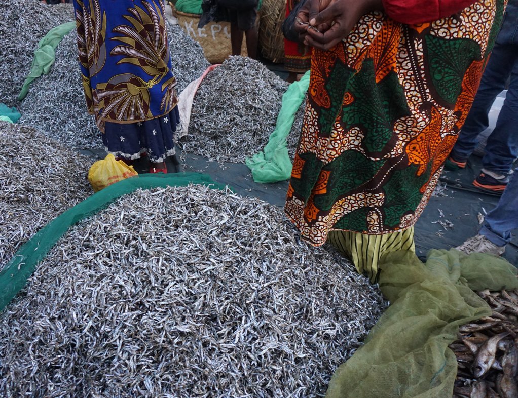 New Publication! MSU Fisheries &amp; Wildlife graduate students recently published an agenda-setting paper on The future of gender research in small‐scale fisheries: Priorities and pathways for advancing gender equity. <a href="/AbbyEliBennett/">Abigail Bennett</a> <a href="/edgondwe/">edithgondwe</a>   onlinelibrary.wiley.com/doi/full/10.11…