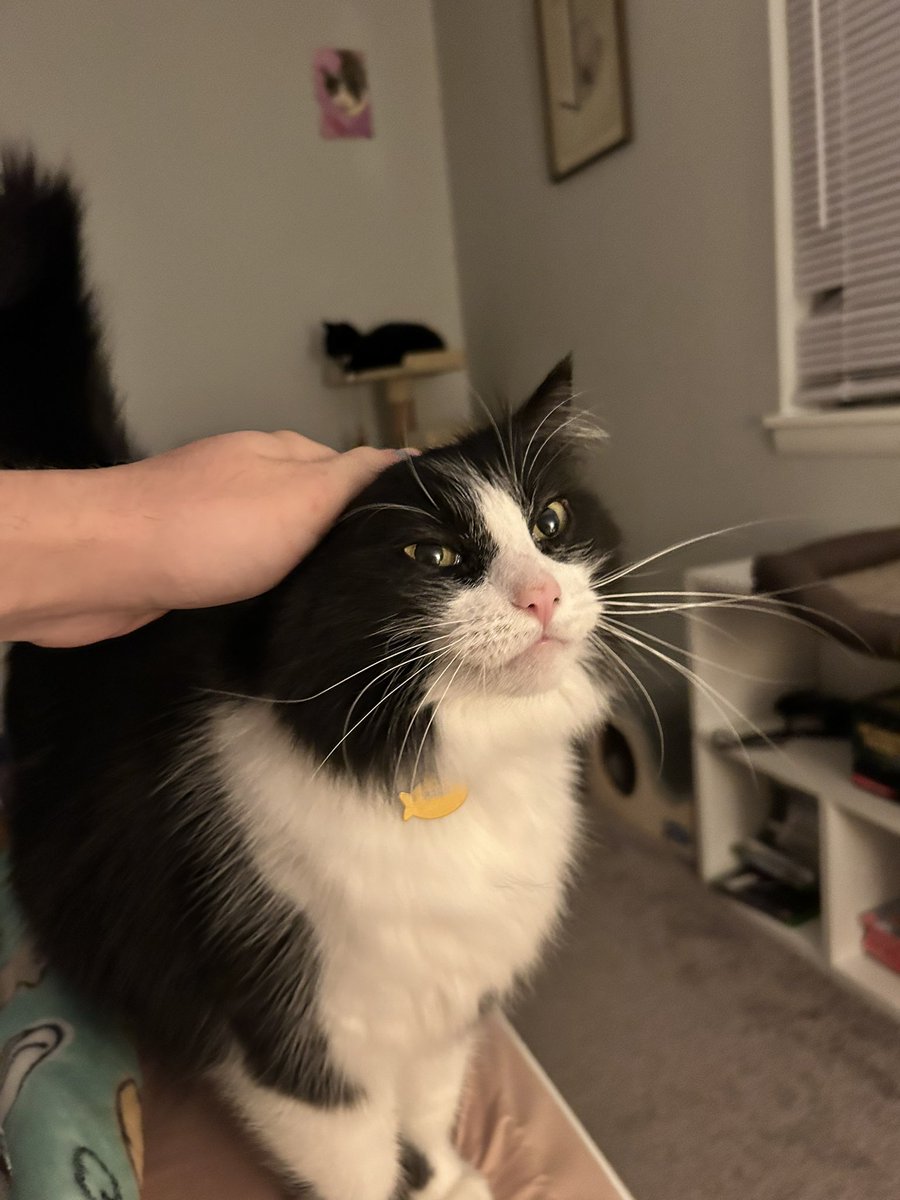 OhM Gom gimme the Pet